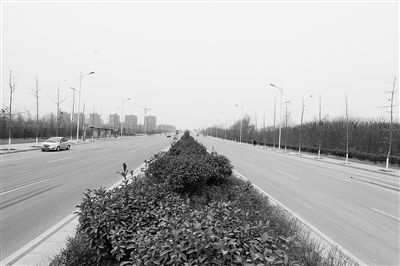 绿荫葱葱扮靓双湖大道